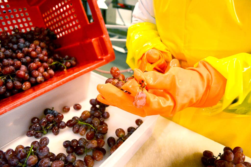 Grapes scaled