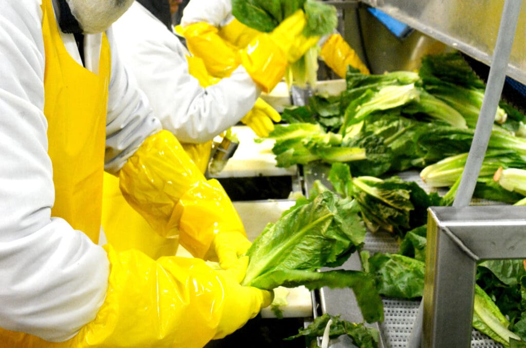 Romaine Line horizontal scaled