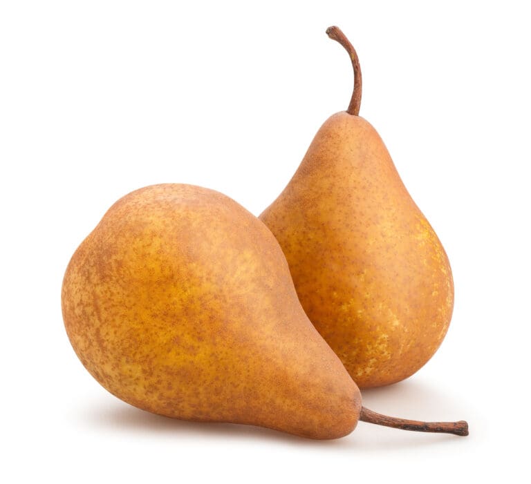 bosc pear scaled