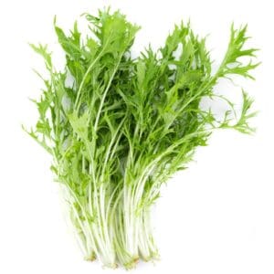 mizuna lettuce scaled