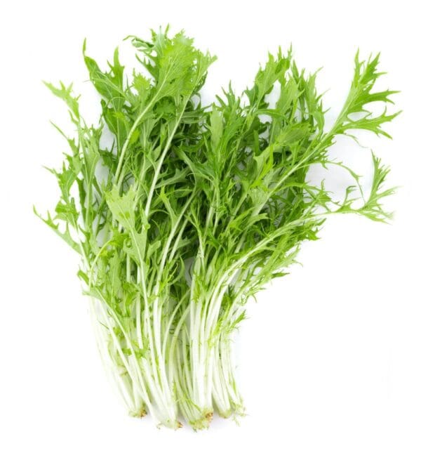 mizuna lettuce scaled
