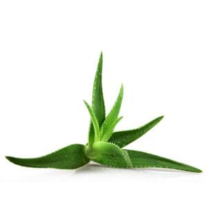 sm Aloe