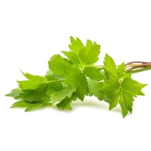 sm lovage