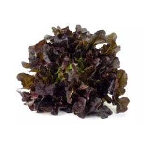 lettuce baby red oak