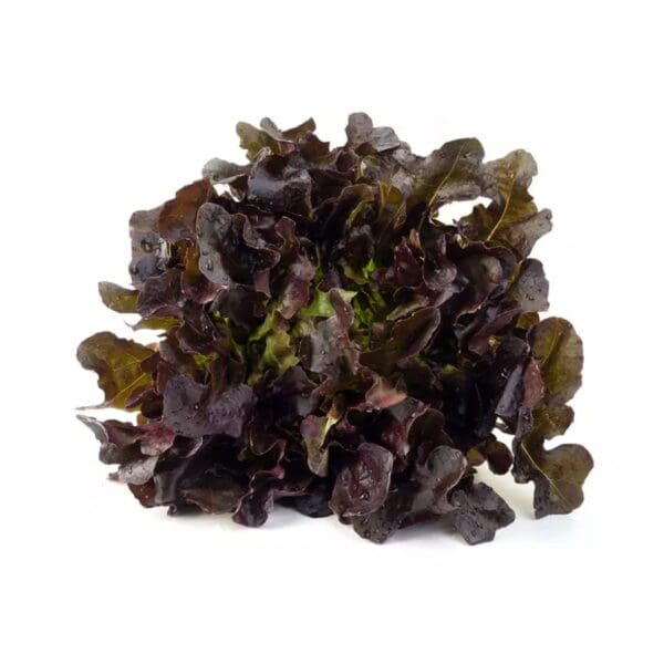 lettuce baby red oak