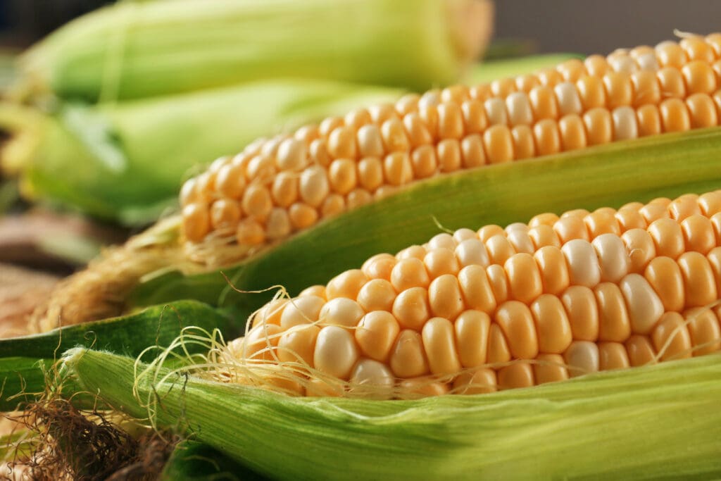 57403 Peaches Cream Corn scaled