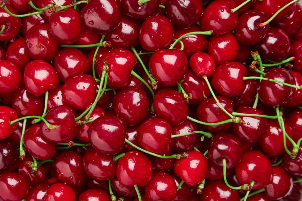 Close up of pile of ripe cherries with stalks and leaves. Large