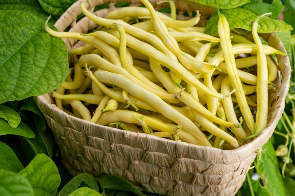 New harvest of organic yellow long wax beans