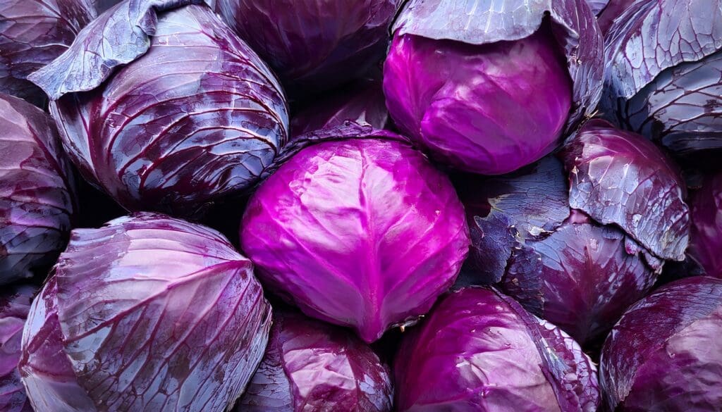 cabbage red