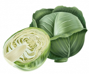 cabbage